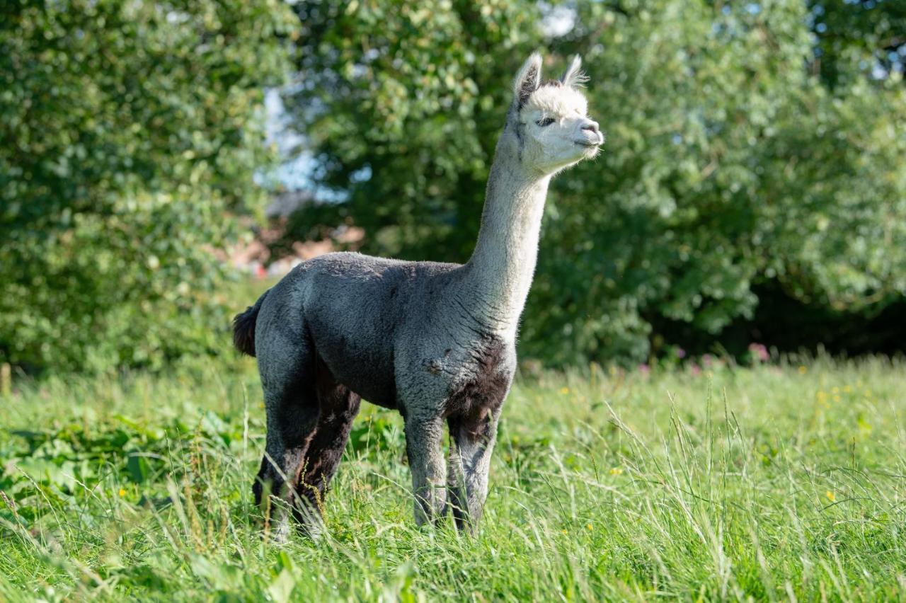 Alpaca Fold Villa Preston  Eksteriør billede