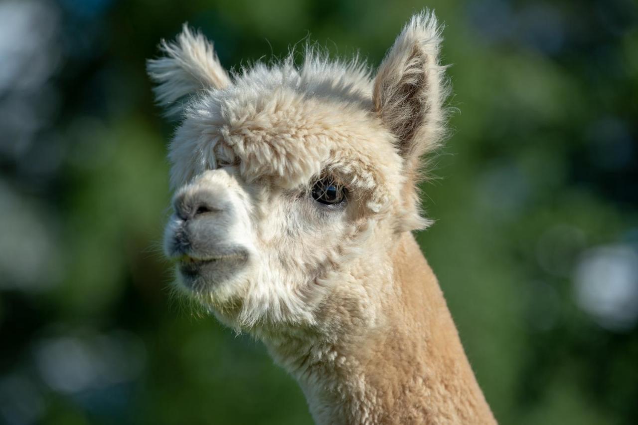 Alpaca Fold Villa Preston  Eksteriør billede