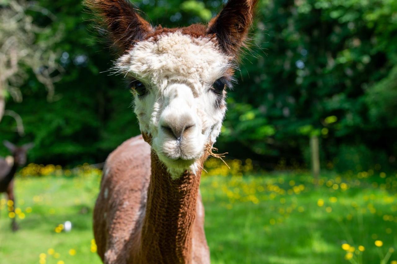 Alpaca Fold Villa Preston  Eksteriør billede